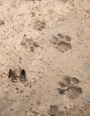 Cat Tracks on the Plains of Tanzania