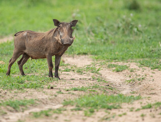 Warthog on the Plains of Tanzania