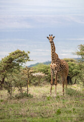 Giraffe on the Plains of Tanzania