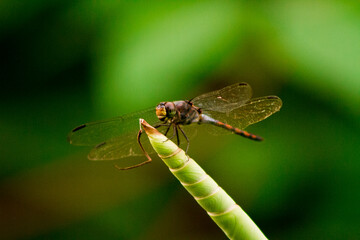 Dragonflies or sibar-sibar and Dragonfly Needles are a group of insects belonging to the Odonata nation. These two types of insects are rarely far from the water, where they lay their eggs and spend t