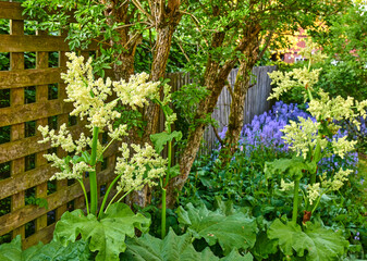 Bolted rhubarb plants flowering in a green and quiet backyard with bright bluebells and white bolting leafy vegetables. Colorful rural garden with different trees and flowers for peaceful nature