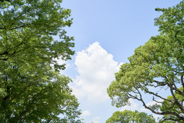 新緑と青空