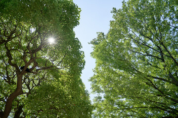新緑と木漏れ日