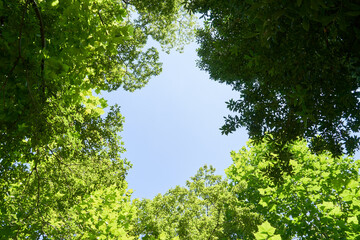 新緑と青空