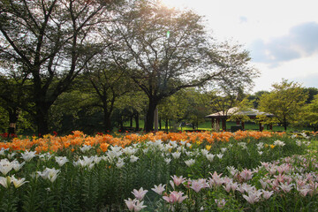 ユリの花畑が広がる公園