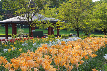 百合の花が咲く庭