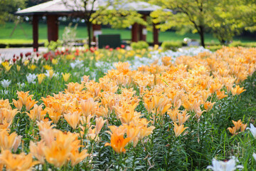 カラフルな百合が咲く庭