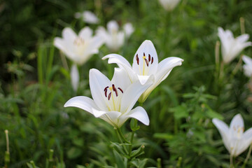 白のユリの花