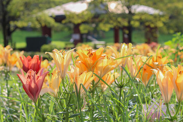 オレンジ色の百合の花
