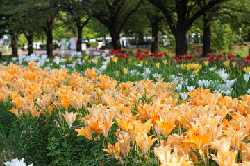 ユリの花が咲く庭