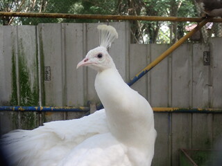 White peacock (pavo cristatus) in the zoo is an albino peacock, including a rare peacock. Adult male birds are large, can reach 230 cm in length, with a very long tail cover. There is a crest on head.