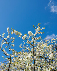 Branches of white japanese cherry blossoms against a blue sky copy space background. Delicate and pure prunus serrulata fruit tree from the rosaceae species blooming in a garden on sunny day outside