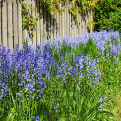 Green garden with flowers growing by the wooden fence on a sunny spring day. Bright purple...