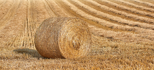 Round hay bale of rolled straw on agricultural farm pasture and grain estate after harvesting wheat, rye or barley. Landscape view of a ploughed field and copy space background of a rural environment