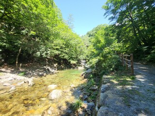 stream in the forest