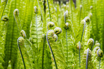 A garden of lush Ostrich fern ; Growing edible Matteuccia struthiopteris fiddleheads