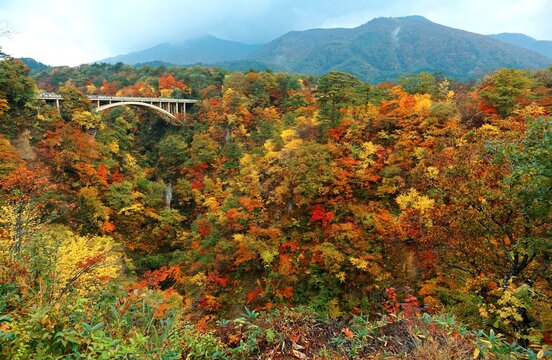 Magnificent view of a highway bridge (大深沢橋) spanning Naruko Gorge (鳴子峡) with beautiful autumn colors on the vertical rocky cliffs, in Osaki, Miyagi, Northeastern Japan
