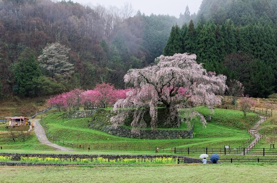 Uda Bilder Durchsuchen 1,239 Archivfotos, und Videos