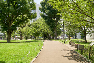公園　道　散策