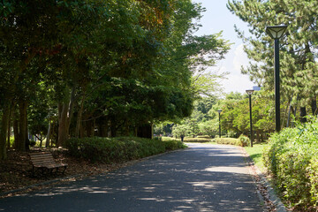 公園　道　散策