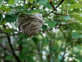 An aspen nest hangs from a tree branch in the garden. A dangerous neighborhood with wasps. Side view