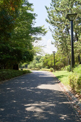 公園　道　散策