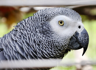 Obraz premium grey parrot