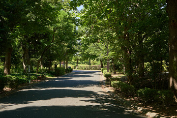 公園　道　散策