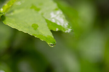 Closeup of dew drops on a green leaf
