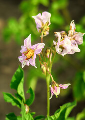 Obraz premium lilac potato flowers bloom on a potato bush in the garden at the vegetable farm. potato cultivation concept