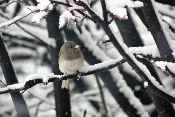 Bird in snowy bush
