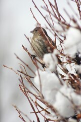 Red House Finch in snowy tree