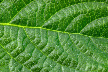 Nature's green leaves

