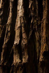 Red Wood Bark Close Up
