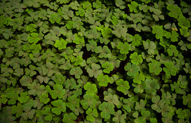Shamrocks and Three Leaf Clovers