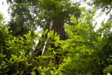 Green Fern Leaf in front of Red Wood Trees