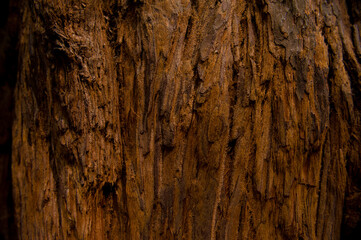 Red Wood Bark Close Up