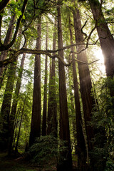 Fototapeta premium Muir Woods Red Wood Trees near San Francisco