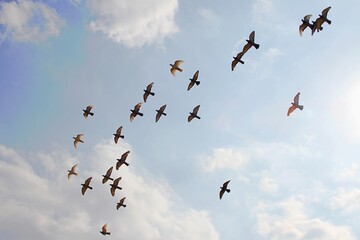 Taubenschwarm fliegt unter weiss-blauem Himmel