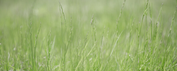 Green grass texture as background. Perspective view and selective focus. artistic abstract spring or summer background with fresh grass as banner or eco wallpaper. Leaves blur effect. Macro nature