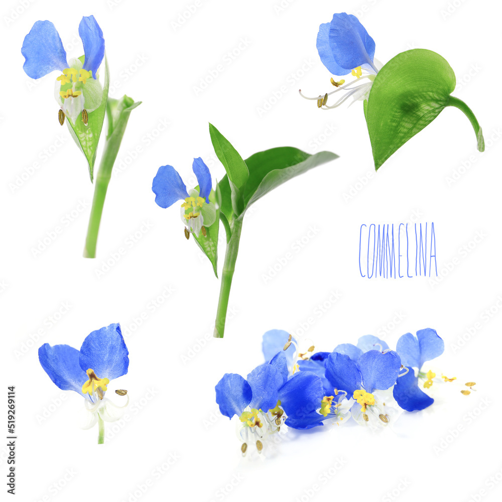 Wall mural Asiatic dayflower on a white background