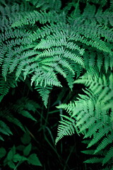 Mobile phone wallpaper dark green pine leaves, dark green fern backdrop, fern leaf backdrop top view.