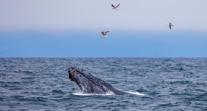 Humpback Whale Face 