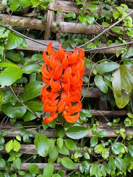 Scarlet Jade Vine" Images  Browse 68 Stock Photos, Vectors, and Video |  Adobe Stock