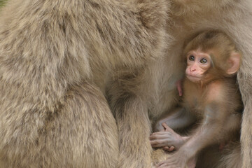 母の膝の上で安心している子猿
