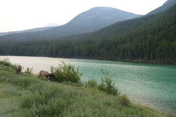 山々と緑色の湖に囲まれてアメリカアカシカが散歩する