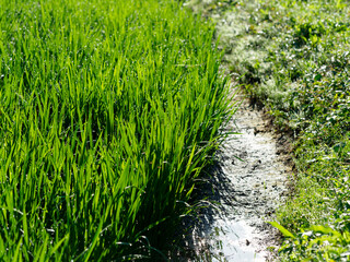 苗が育つ明日香村の水田