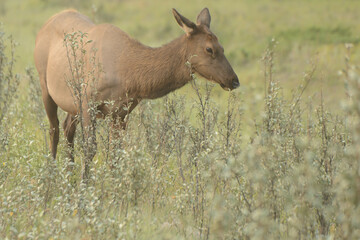 食事をするメスのアメリカアカシカ