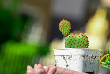 Potted cactus covered with a lot of dust.