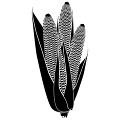 Three ripe corn cobs silhouette with grains and leaves isolated on white background. Design element.
